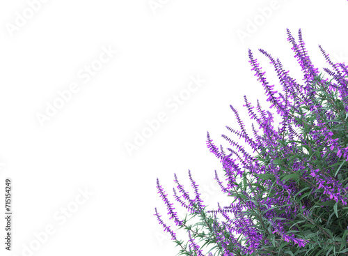 Mexican bush sage plant isolated, bushes shrub and small plants