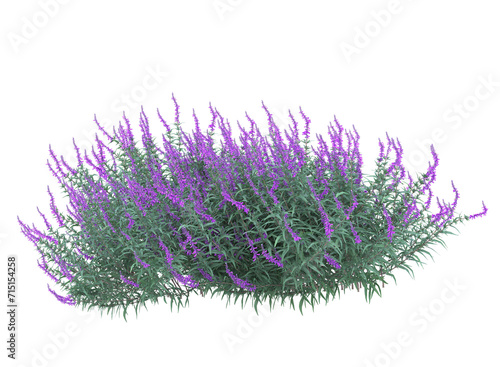 Mexican bush sage plant isolated, bushes shrub and small plants photo