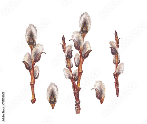 Set with watercolor willow isolated on white background. Hand-drawn brown branch herb for spring Easter decor. Botanical antique bouquet illustration for wallpaper and florist. Nature clipart