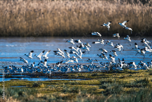 Pied Avocet, Recurvirostra avosetta, birds in flight over winter marshes at sunrise