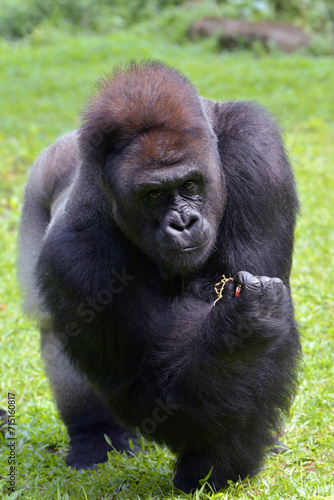 Lowland silverback gorilla in the forest © DS light photography