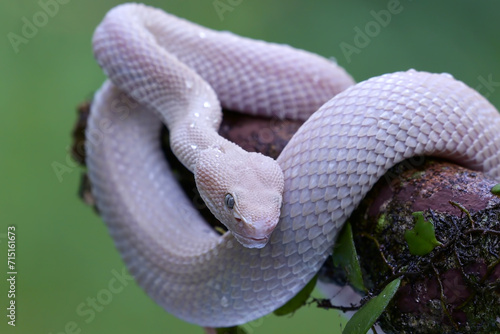 Albino mangrove pit viper on a tree branch