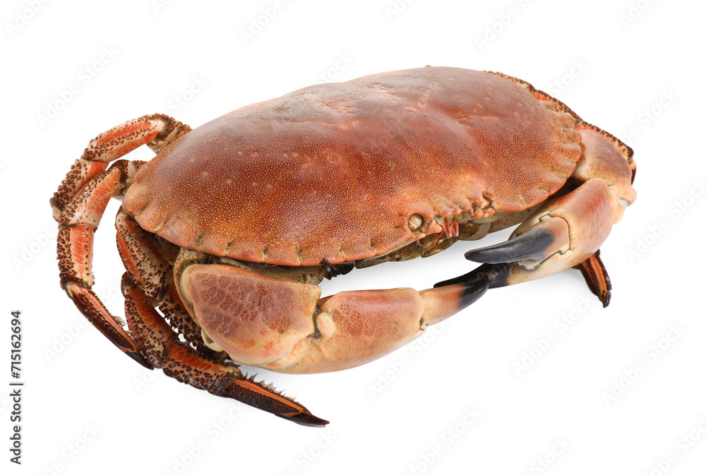 One delicious boiled crab isolated on white One delicious boiled crab isolated on white