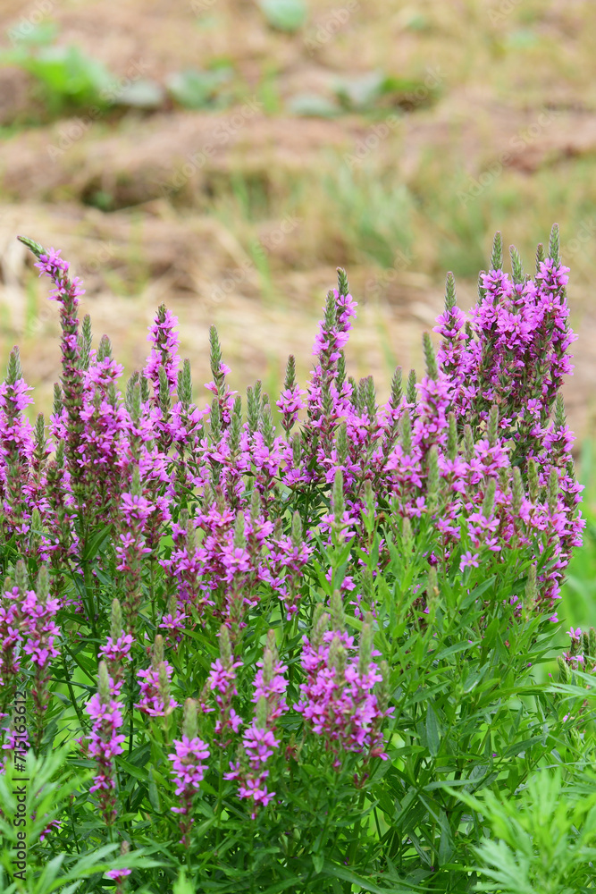 Obraz premium 夏のミソハギ