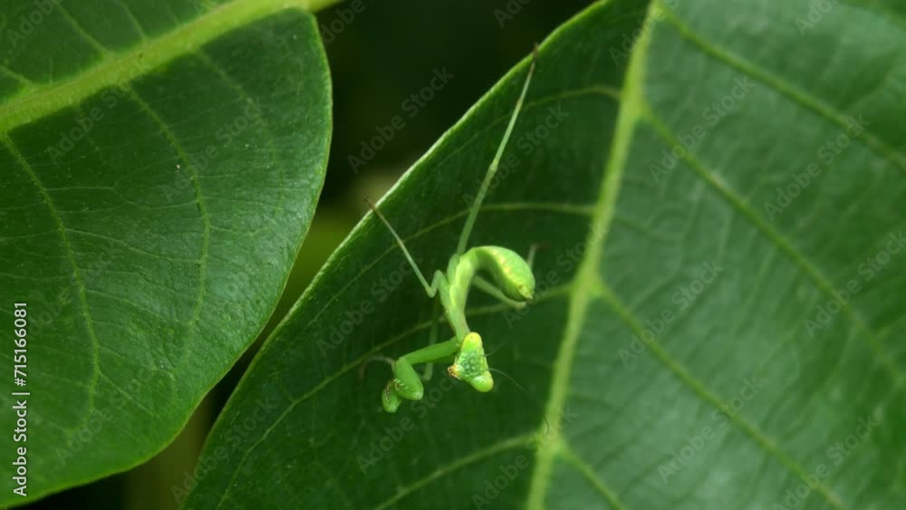 The young Giant Asian mantis (Hierodula tenuidentata) in the leaves of the tree. The video was taken in Kazakhstan in the summer of 2023. The young Giant Asian mantis (Hierodula tenuidentata) in the leaves of the tree. The video was taken in Kazakhstan in the summer of 2023.