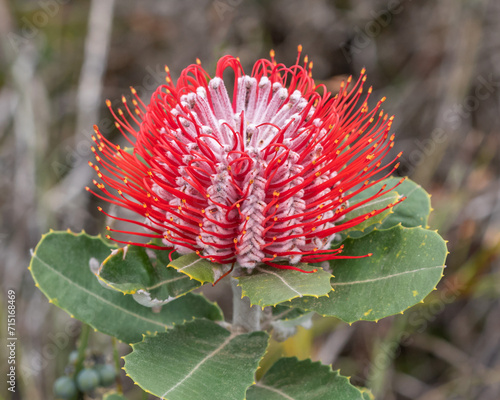 Close-up of a Scarlet Banksia or Waratah Banksia (Coccinea banksia) - Gull Rock National Park, Albany, Western Australia
