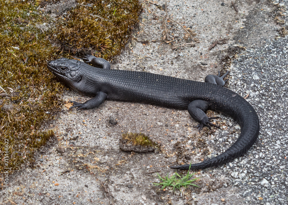 Close-up of a black King's Skink (Egernia kingii) on a pathway - Walpole, Western Australia
- about 55cm (22 Close-up of a black King's Skink (Egernia kingii) on a pathway - Walpole, Western Australia
- about 55cm (22