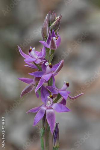 Close-up of a Shy Sun Orchid (Thelymitra graminea) - Alexandra Bridge, Western Australia
