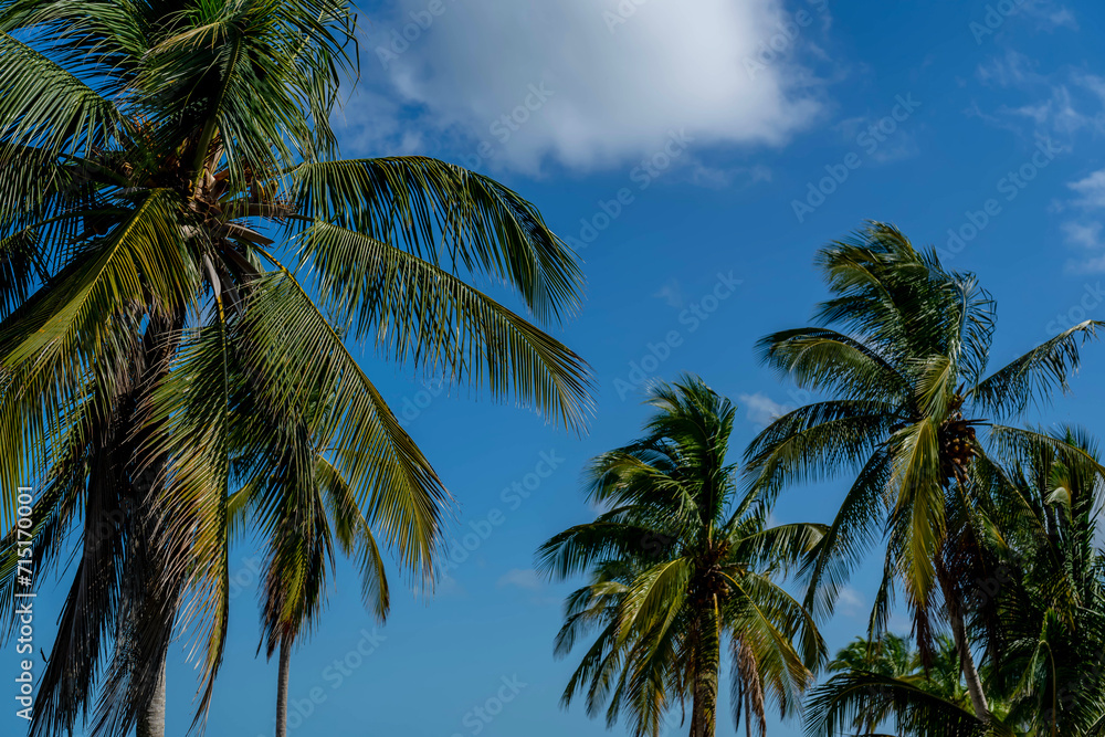 Caribbean Serenity: Azure Skies, Emerald Waters, and Palms Frame a Coastal Paradise