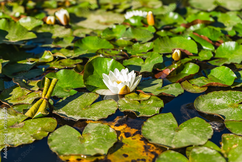 Lotus flower at the sunrise in a wate font Lotus flower at the sunrise in a wate font
