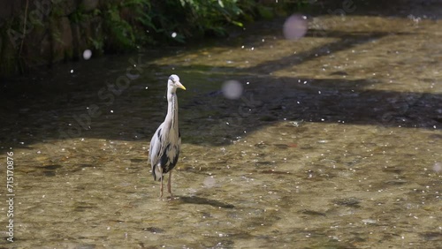 A flurry of falling cherry blossoms and Grey heron at Shirakawa river Kyoto photo