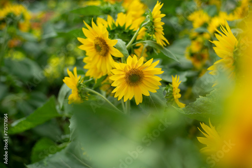 Flowers in tropical climates have many diverse types  rich in color and have a unique fragrance.Sunflowers are yellow  the petals are large  the pistils are round and yellow.  Close-up of sunflower 