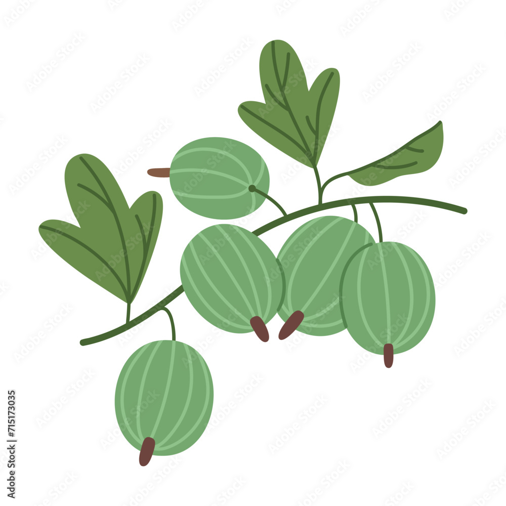 Green gooseberries. Wild forest gooseberry, edible fresh berries flat vector illustration. Juicy delicious gooseberry