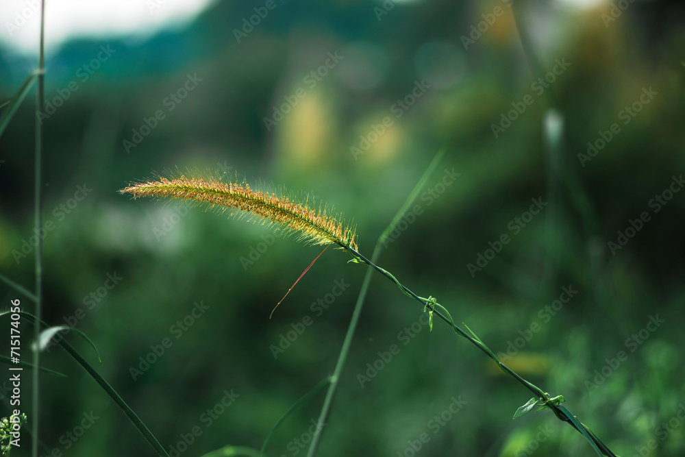 Chrysopogon aciculatus in vase on rattan tray, vintage decoration, an outside area with Chrysopogon aciculatus and Chrysopogon aciculatus on the side of 