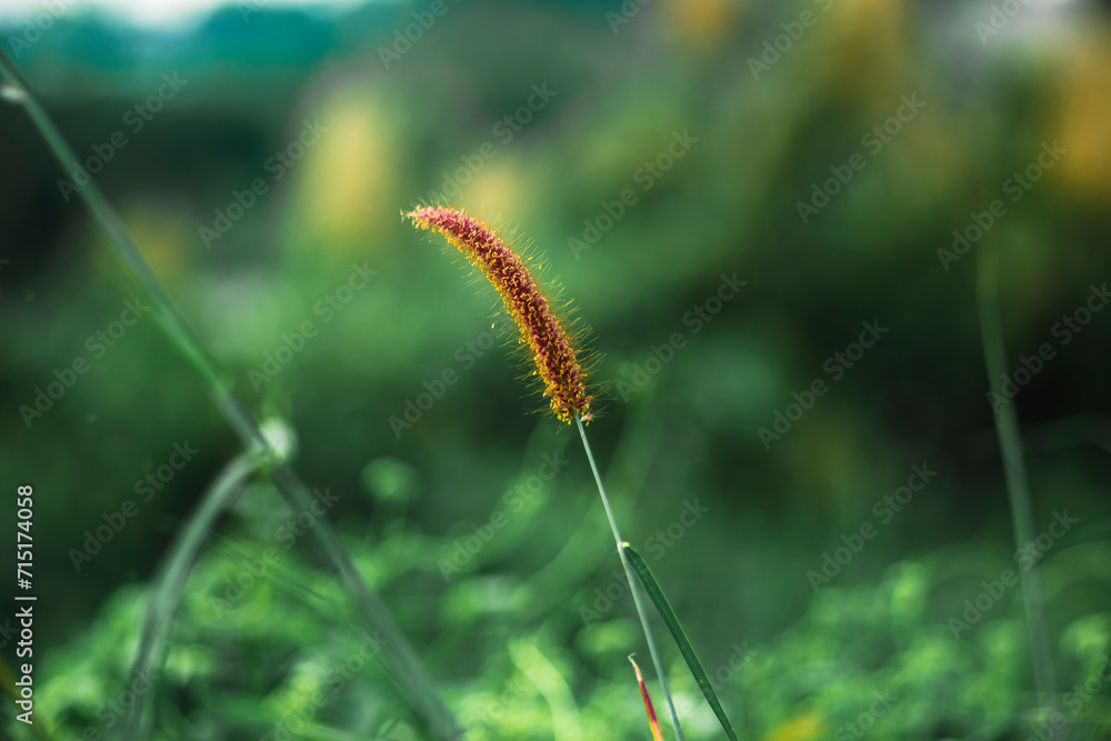 asian old elderly female elder woman resting relaxing in flower garden. senior leisure lifestyle, I put dried flowers in my room, asian old elderly female elder woman resting relaxing in flower garden. senior leisure lifestyle, I put dried flowers in my room,