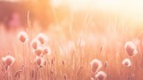 Soft focus of grass flowers with sunset light, peaceful and relax natural beauty, spring Easter wild flowers background concept