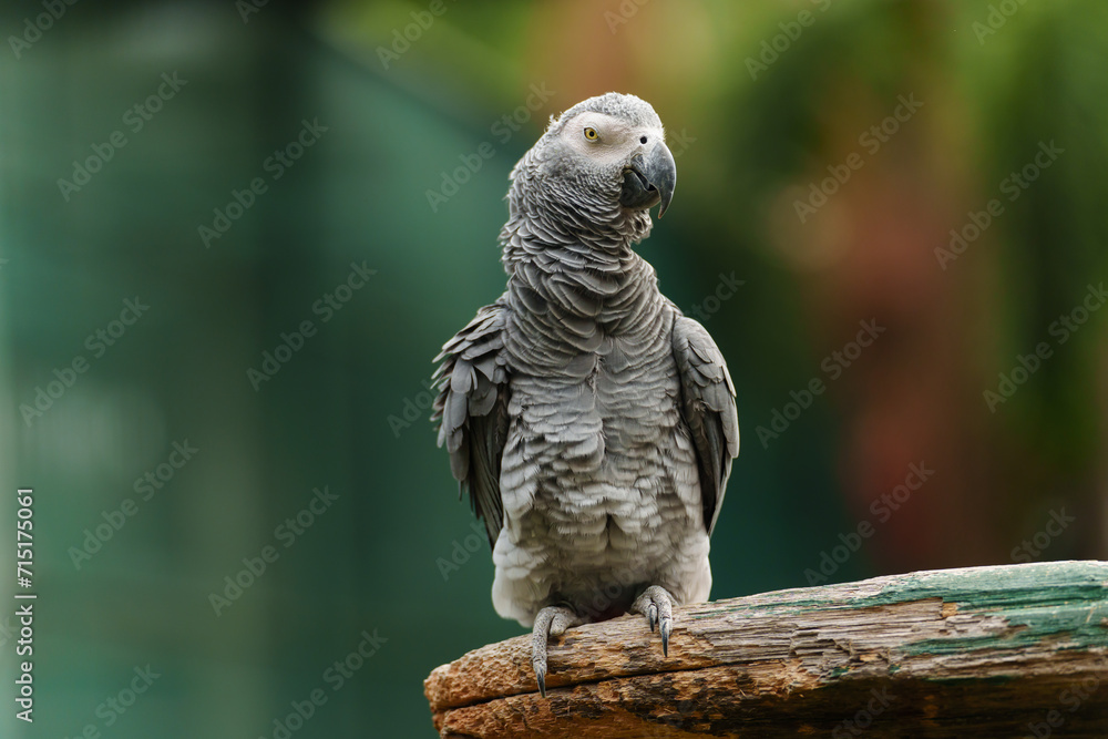 African grey parrot (Psittacus erithacus) on wood tree branch African grey parrot (Psittacus erithacus) on wood tree branch