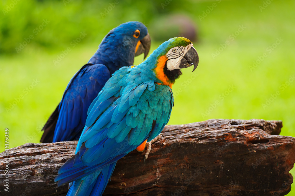 Obraz premium blue-and-yellow macaw (Ara ararauna) with hyacinth macaw (anodorhynchus hyacinthinus)