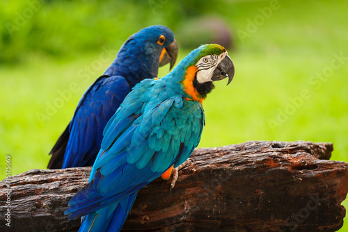 blue-and-yellow macaw (Ara ararauna) with hyacinth macaw (anodorhynchus hyacinthinus) © geargodz
