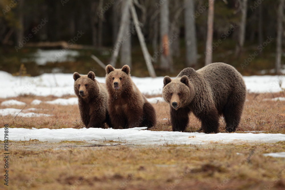 Fototapeta premium Brown bear family.