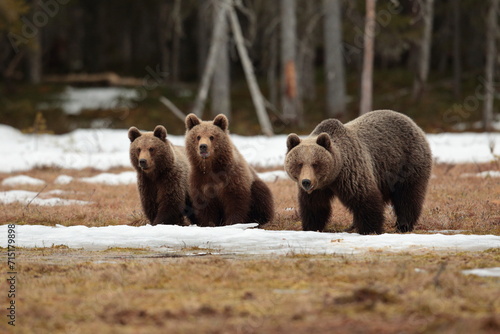 Brown bear family.