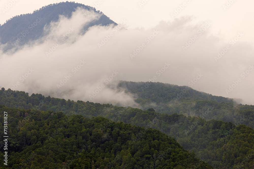 Dense forest in fog and clouds, mountains of Bali near Munduk, Indonesia