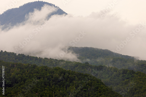 Dense forest in fog and clouds, mountains of Bali near Munduk, Indonesia