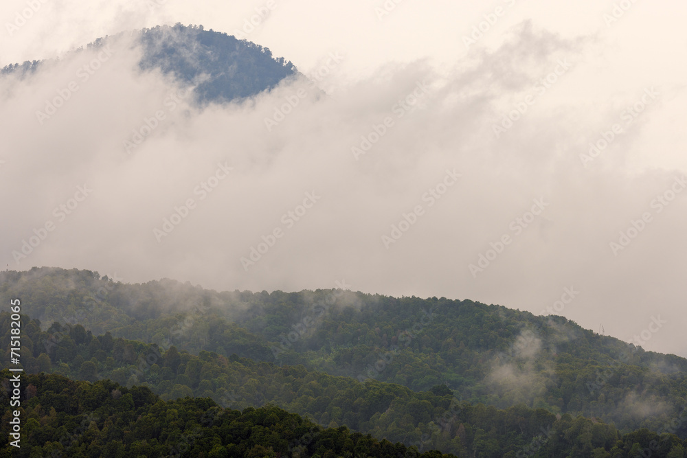 Dense forest in fog and clouds, mountains of Bali near Munduk, Indonesia