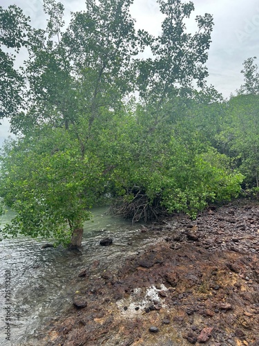 river in the forest