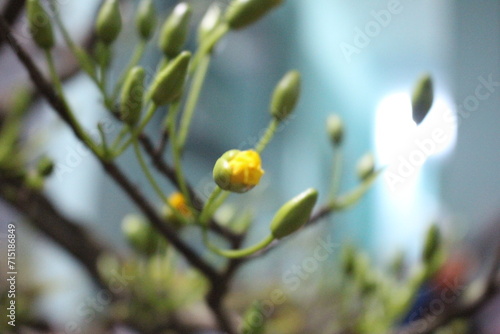 Wallpaper Mural Blossom yellow flowers of peach with drops of vietnam.colorful flowers and leaves, big-petaled roses, small-petal flowers, oval-shaped petals, green leaves of various sizes larger than a hand Torontodigital.ca