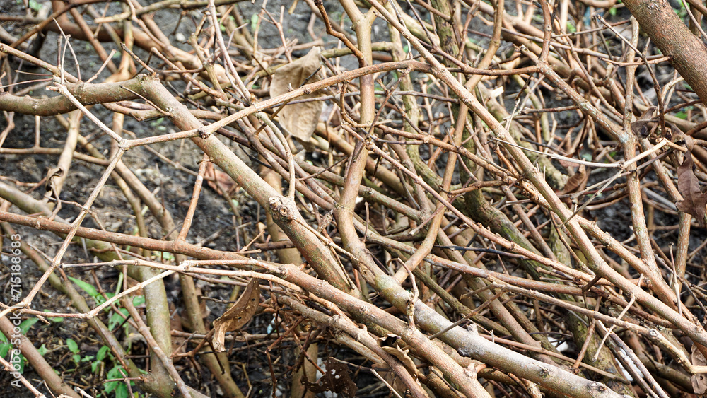 Photo of dry twigs that have separated from their leaves Photo of dry twigs that have separated from their leaves