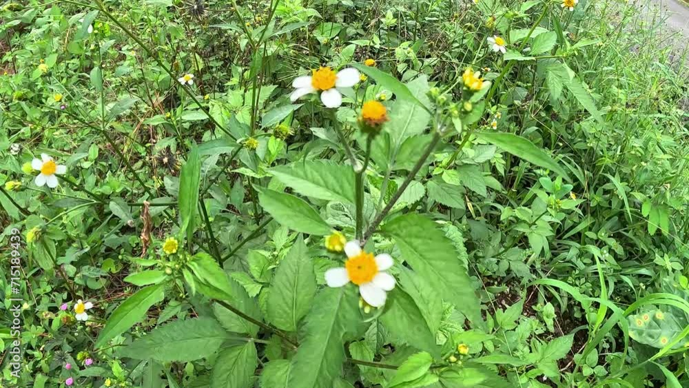 Bidens pilosa (also called ketul kebo, ketul sapi, jaringan, caringan ...