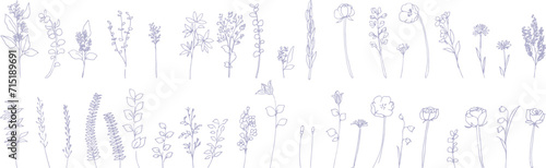 手描きの線画植物イラスト。ベクターの花と葉っぱのイラストセット。Hand drawn line drawing botanical illustration. Vector flower and leaf illustration set.