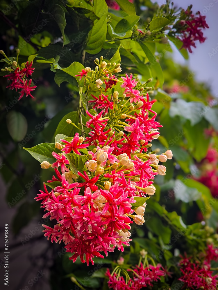 Obraz premium red and white flowers