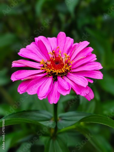 pink flower