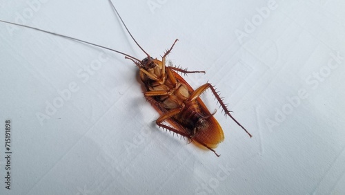 Cockroach on textured white background. Dead cockroach isolated background. Cockroaches are disgusting insect. Cockroaches are carrier of pathogens and germs that cause various diseases.