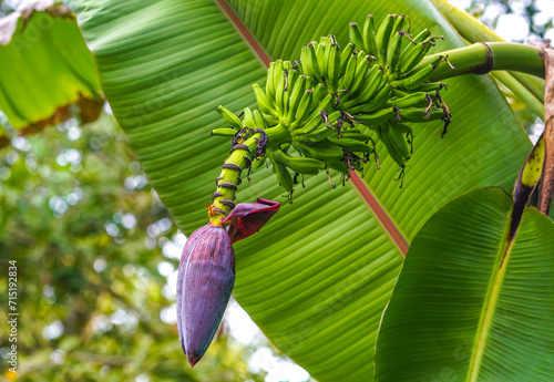 Hand of bananas hanging on it’s tree