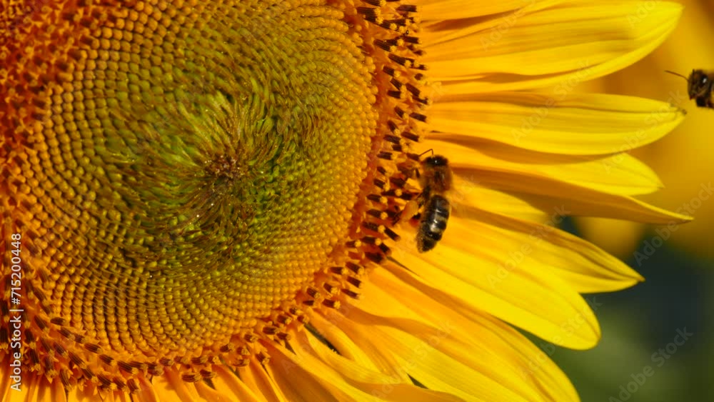Close up macro of yellow flower sunflower and honey bee collecting pollen. Slow motion Close up macro of yellow flower sunflower and honey bee collecting pollen. Slow motion