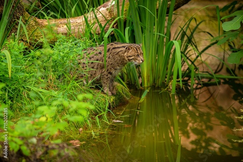 Beautiful Elusive Fishing Cat Nature Habitat Near Water