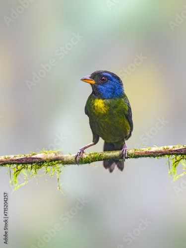Moss-backed Tanager on mossy stick on green background