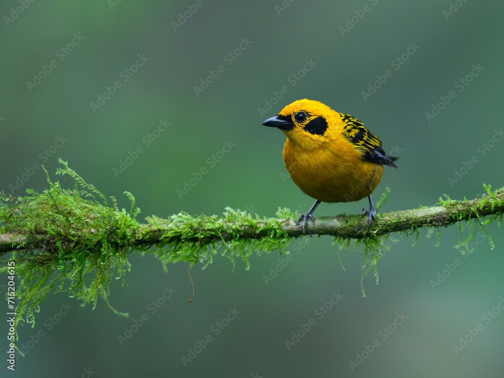 Obraz premium Golden Tanager on mossy stick on green background