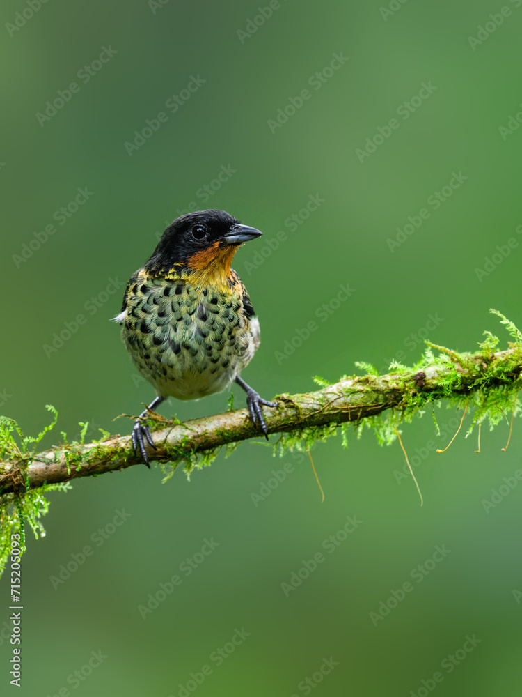 Fototapeta premium Rufous-throated Tanager on mossy stick against green background