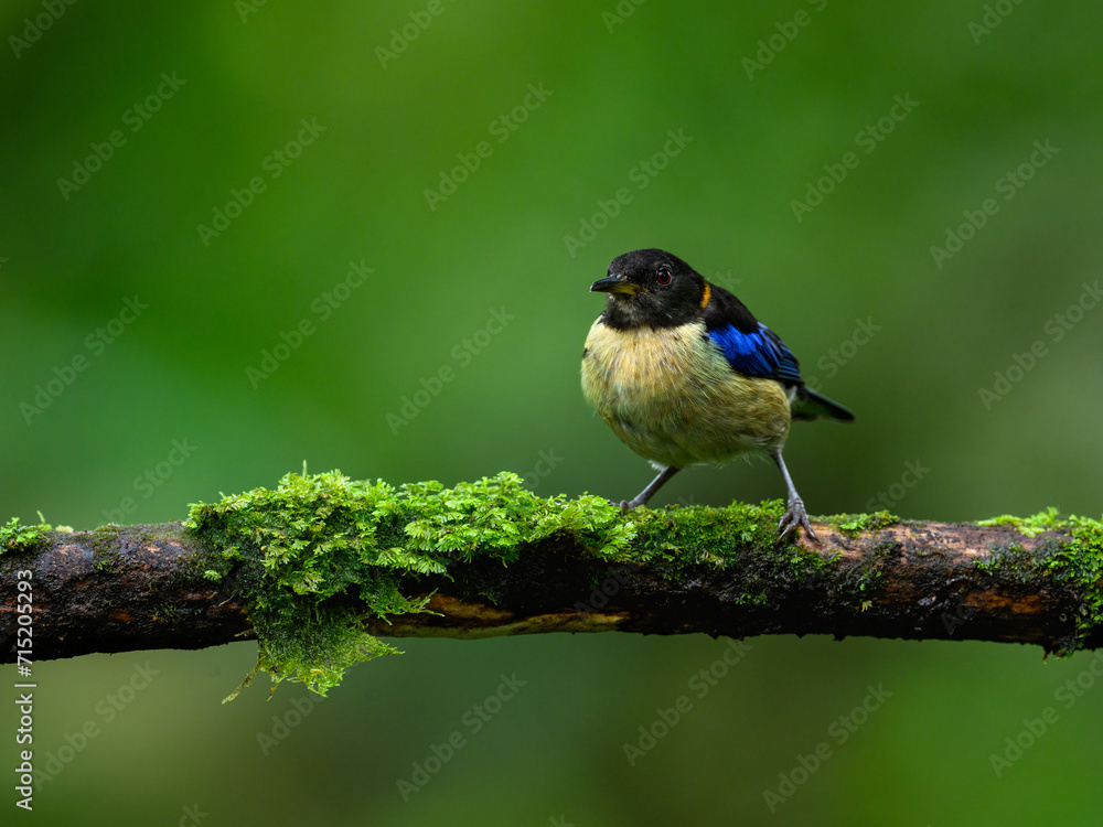 Fototapeta premium Golden-collared Honeycreeper on mossy stick on green background