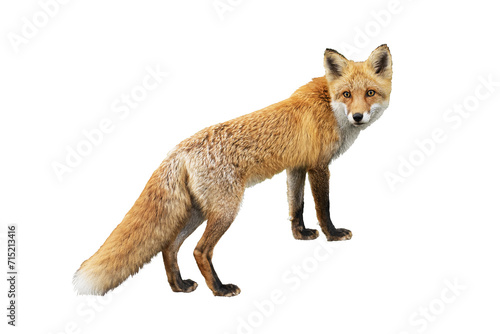 фотографія Wild Ezo red fox (Vulpes vulpes schrencki) taken in Hokkaido, Japan isolated png
