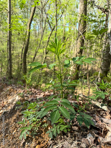 Small American Black Elderberry tree growing in the woods of Alabama
