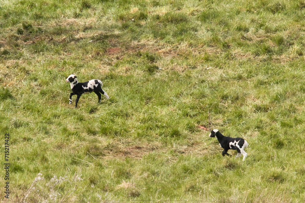 Two lambs playing in a field with green grass near Lohnsfeld, Germany on a spring day.