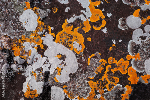 Background of growing orange and white lichen spreading on rough texture of brown rock.
