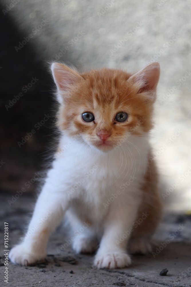 Baby cat Tabby diluted among ruins, ashes, and debris