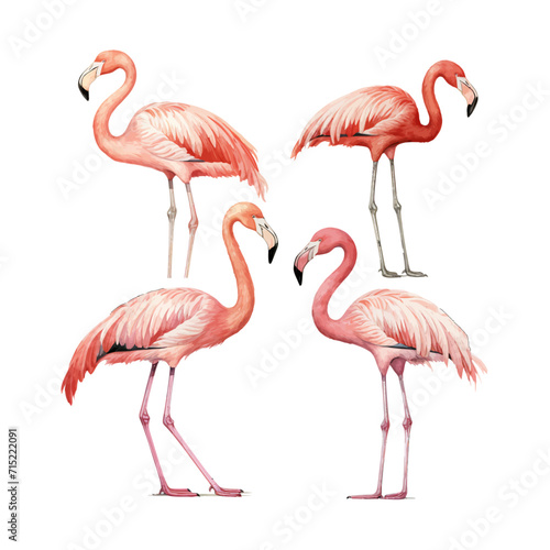 watercolor painting of flamingo four collection isolated © yuniazizah