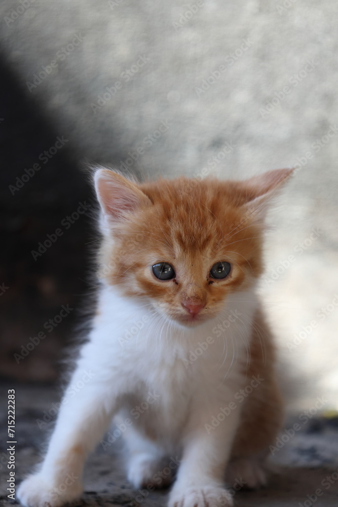 Baby cat Tabby diluted among ruins, ashes, and debris Baby cat Tabby diluted among ruins, ashes, and debris